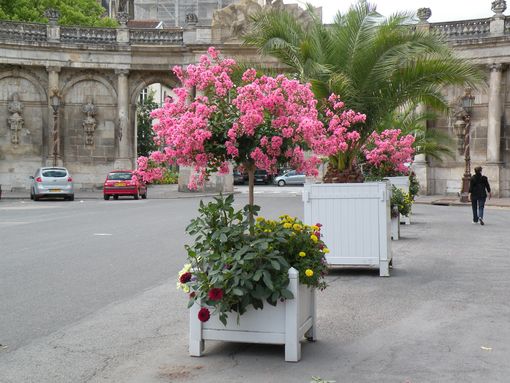  arbuste fleuri, place de la Carrière